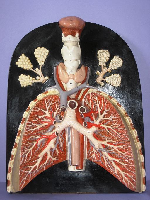 Visione d'insieme del modello aperto dell'apparato polmonare