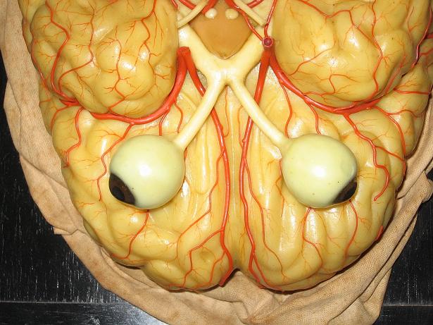 foto di particolare cervello con bulbi oculari