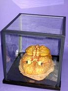 Teca in vetro contenente modello del cervello con bulbi oculari