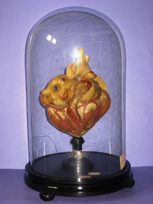 modello del cuore in ampolla di vetro