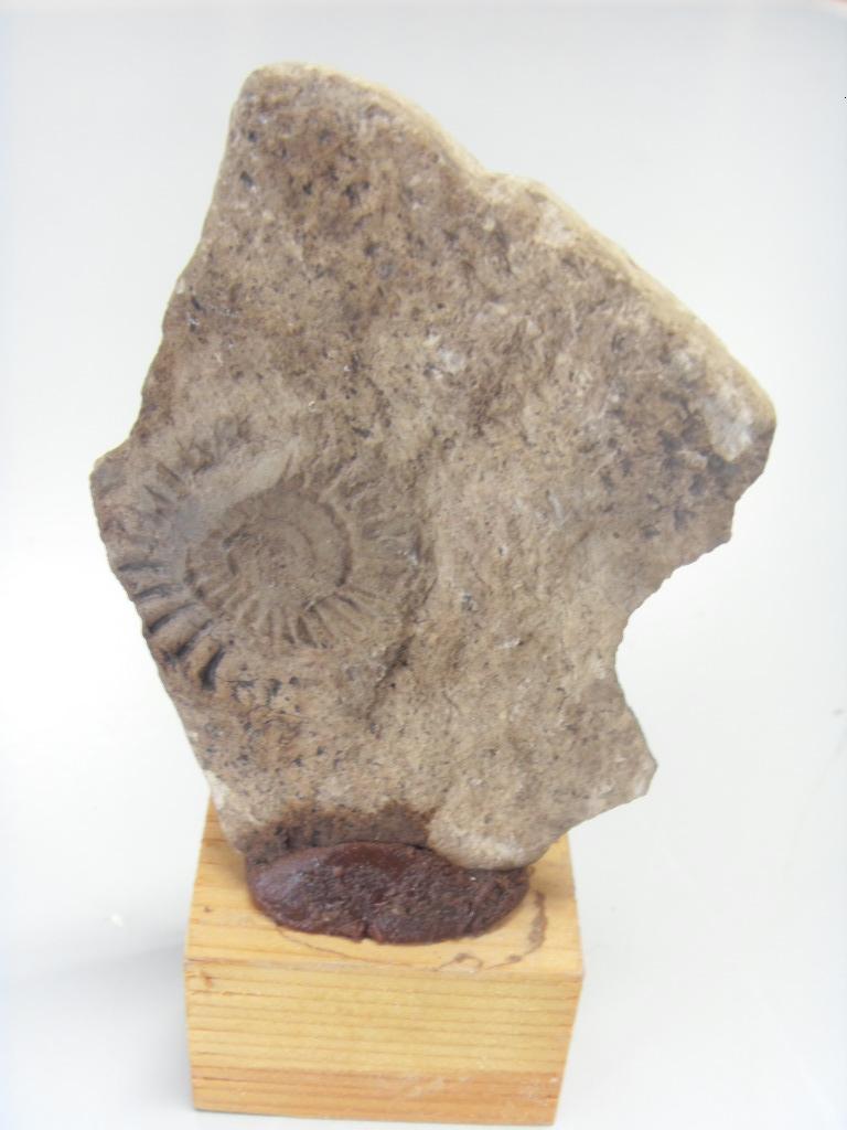 foto di Impronta di Ammoniti