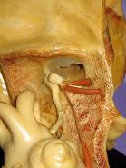 Foto del dettaglio dell'orecchio medio e interno