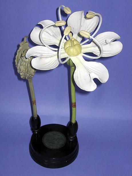  foto di CICUTA MAGGIORE – Conium maculatum 